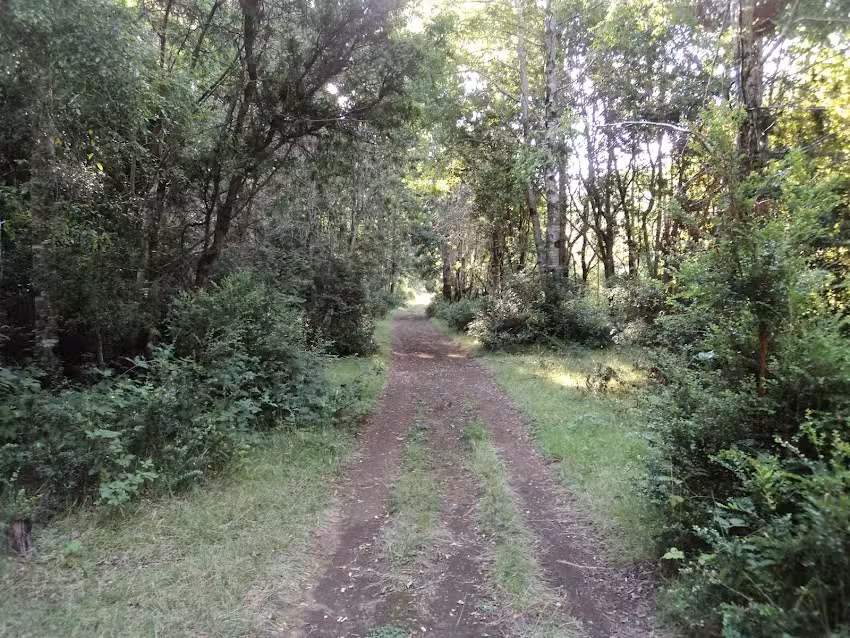 Acevedoycia Ltda.