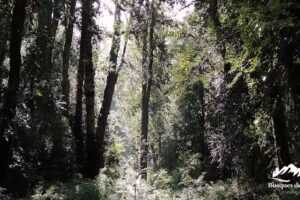 Bosques del Rio