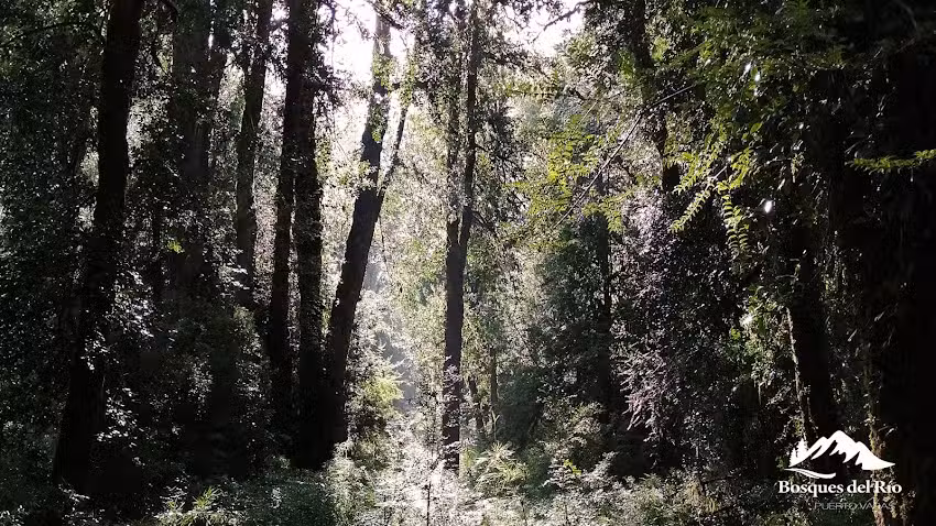 Bosques del Rio