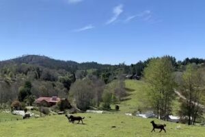 Consuelo Pérez Propiedades Rurales