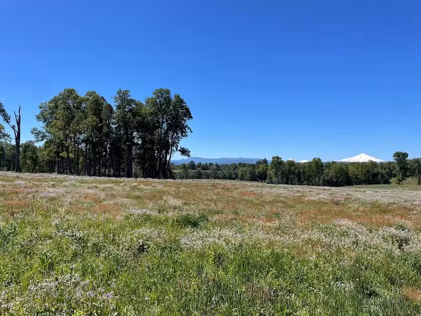 Parcelas Laguna Alta