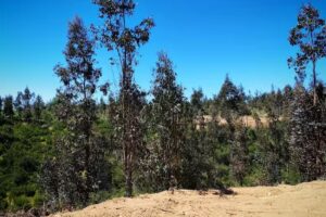 Proyecto PAILIMO